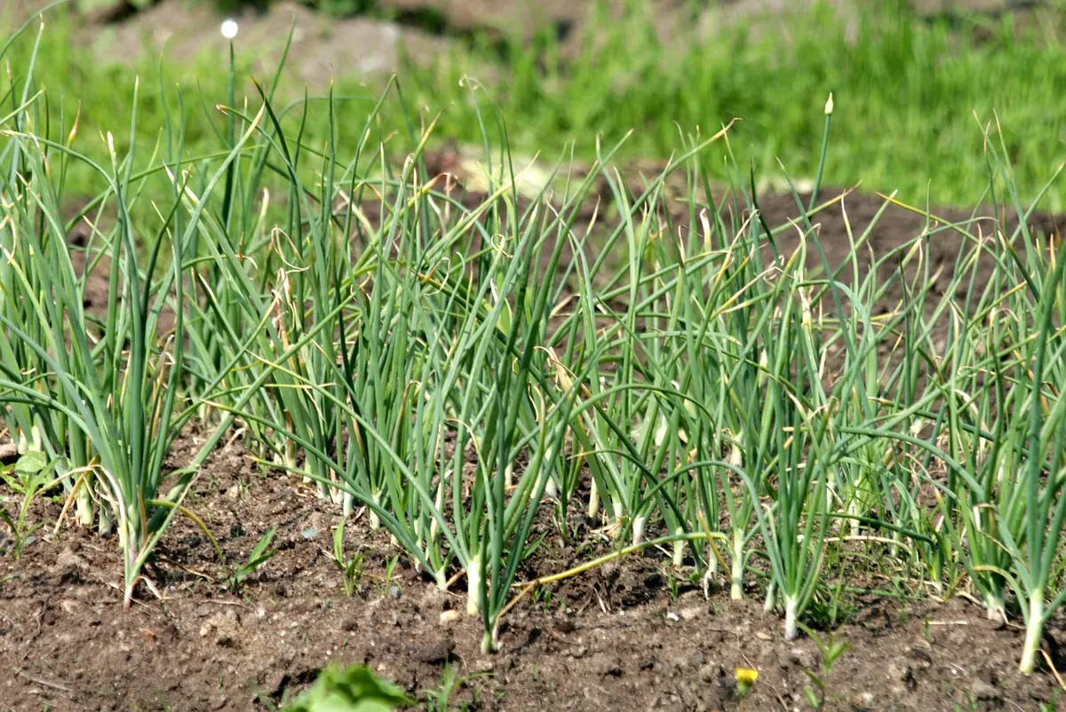 How to Start a No-Dig Vegetable Bed in a Small Backyard